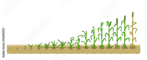 Есо Winter Wheat grows from the seed stage plant growing White Background