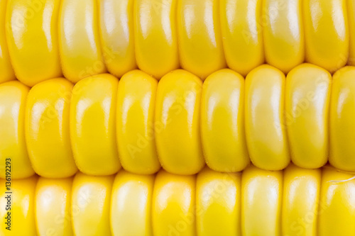 Corn isolate photo on white background.