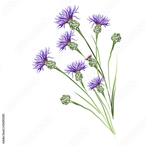 Purple cornflowers. Vector brush sketch  for greeting cards.