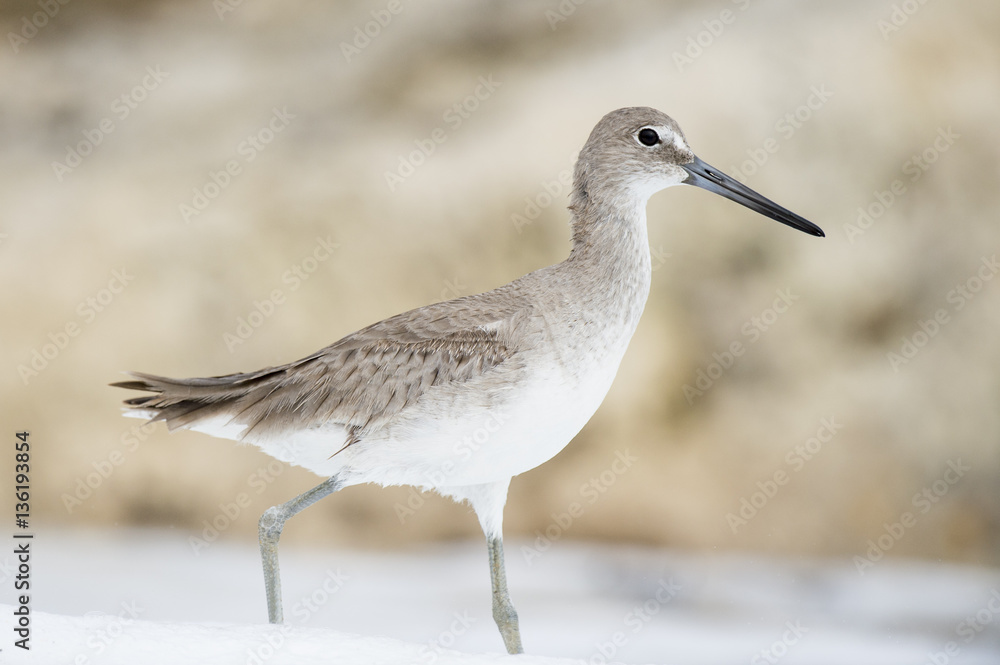 A Willet stands in the shallow ocean water in front of a brown rock jetty in soft overcast light. A Willet stands in the shallow ocean water in front of a brown rock jetty in soft overcast light.