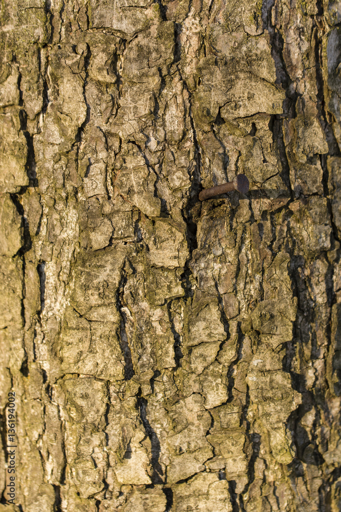 Hammered a rusty nail in the bark of a tree. Hammered a rusty nail in the bark of a tree.