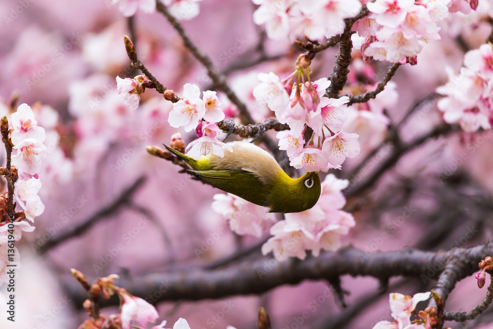寒桜 メジロ 寒桜 メジロ