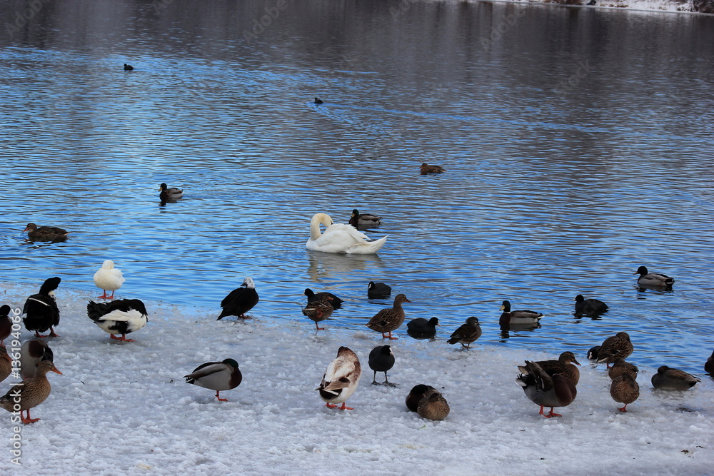 Fototapeta premium Vogelgrippe: Enten, Gänse und Schwäne an einem See