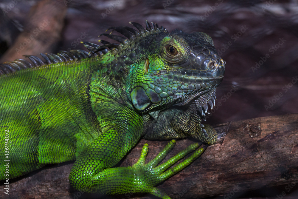 Obraz premium Green iguana in the cage