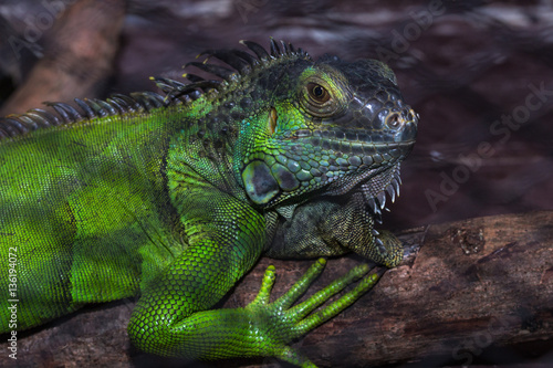 Wallpaper Mural Green iguana in the cage Torontodigital.ca