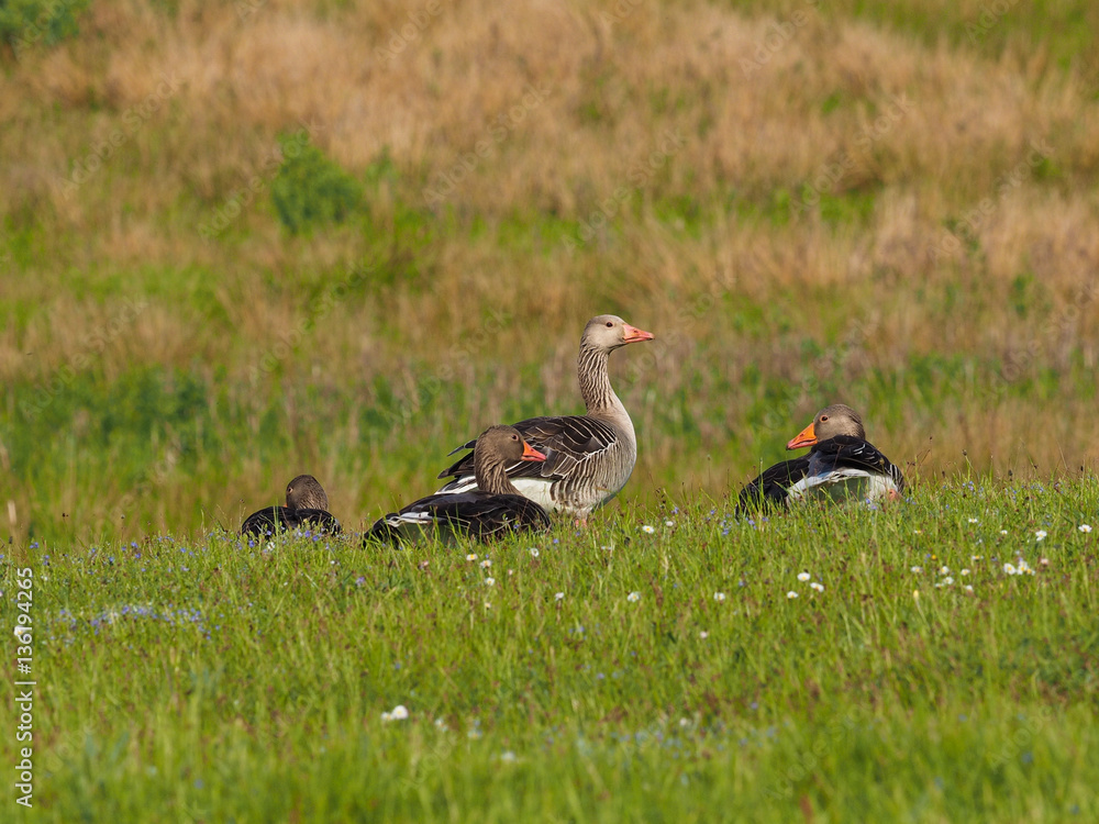 Four geese on a green meadow (anser anser) Four geese on a green meadow (anser anser)