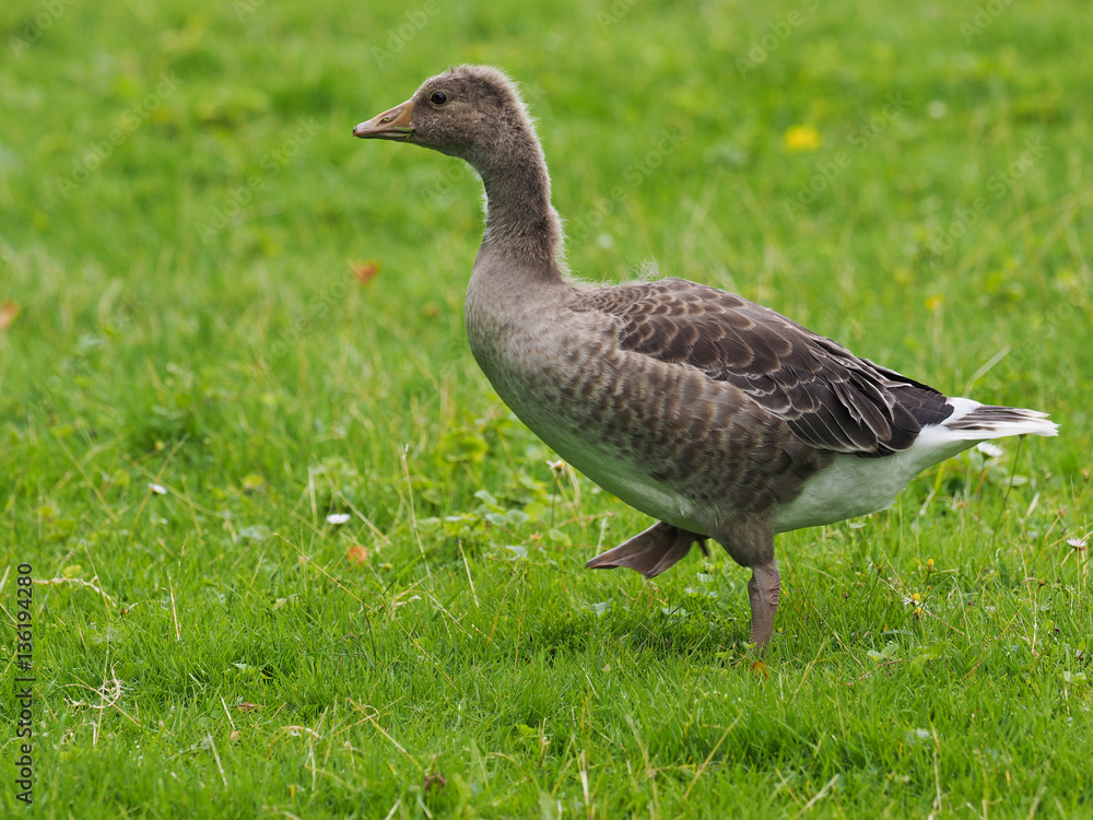 Gosling walking on green grass