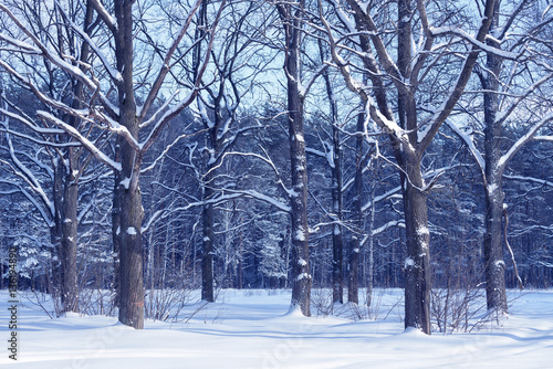 Winter oak forest landscape. Oak tree trunks and branches covered with snow. © Сyrustr