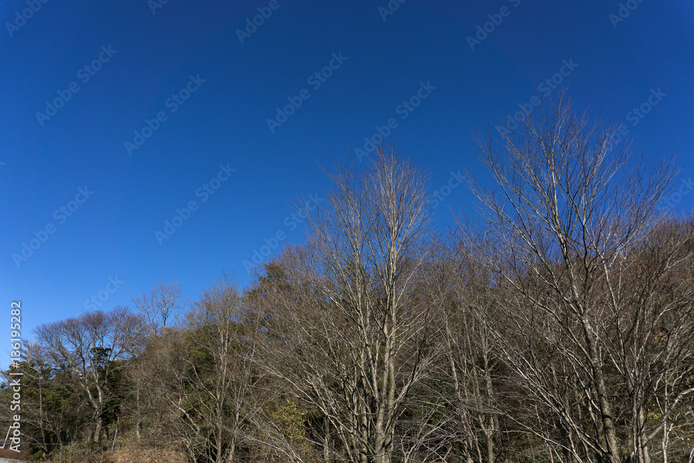 Dry tree no leaf with blue sky background in winter. Dry tree no leaf with blue sky background in winter.