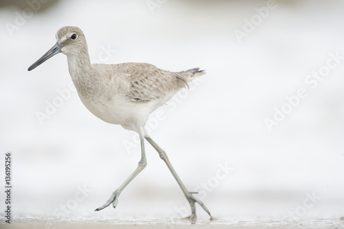 A Willet runs quickly on the wet sand beach to keep in front of the crashing waves on an overcast day.