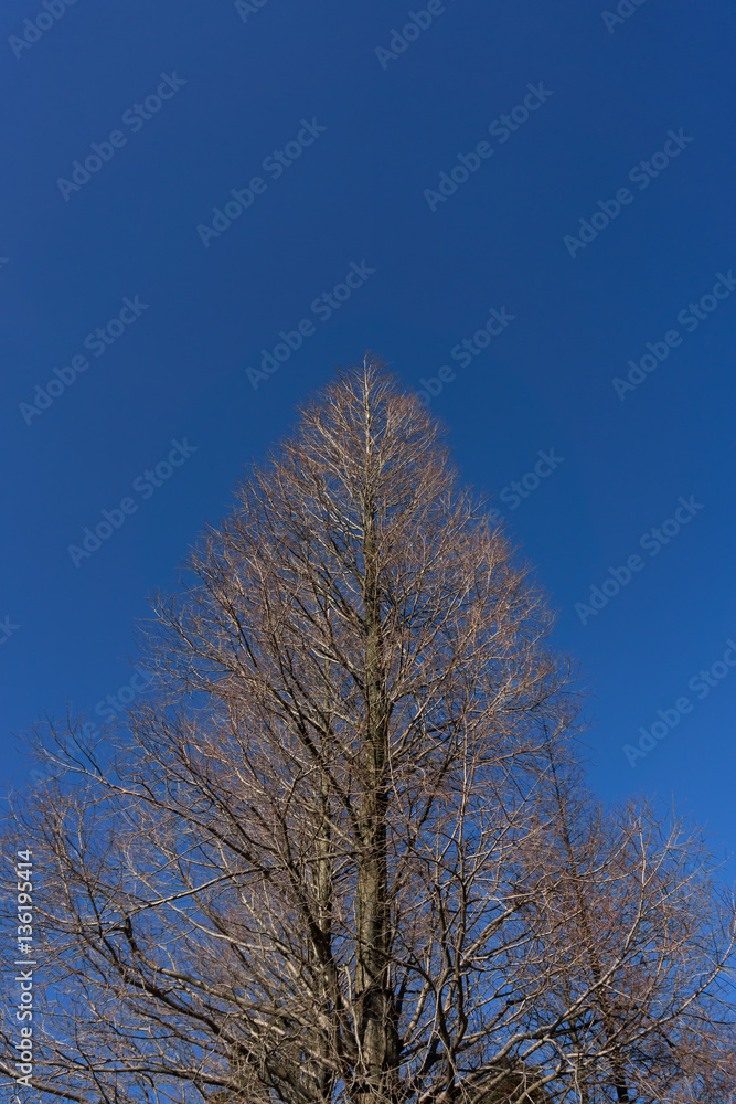 Dry tree no leaf with blue sky background in winter. Dry tree no leaf with blue sky background in winter.