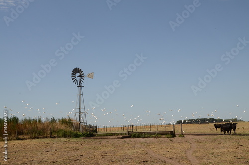 molinos de agua y tanques australianos de reserva de agua para ganado vacuno photo