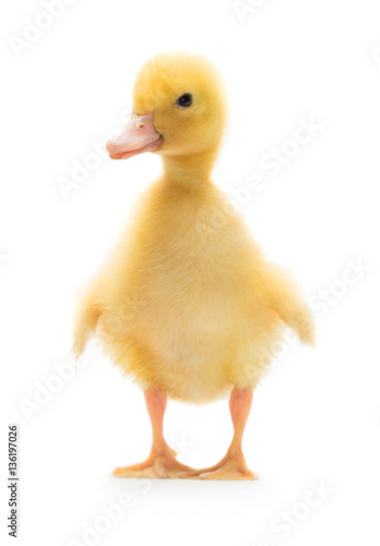 Tableau sur toile Cute little duckling