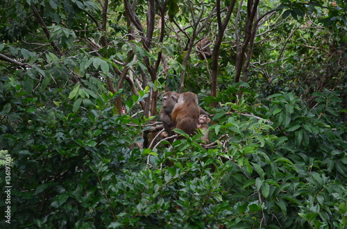 Family's Monkey on The Tree