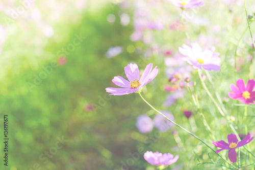 Cosmos flowers in a meadow. 