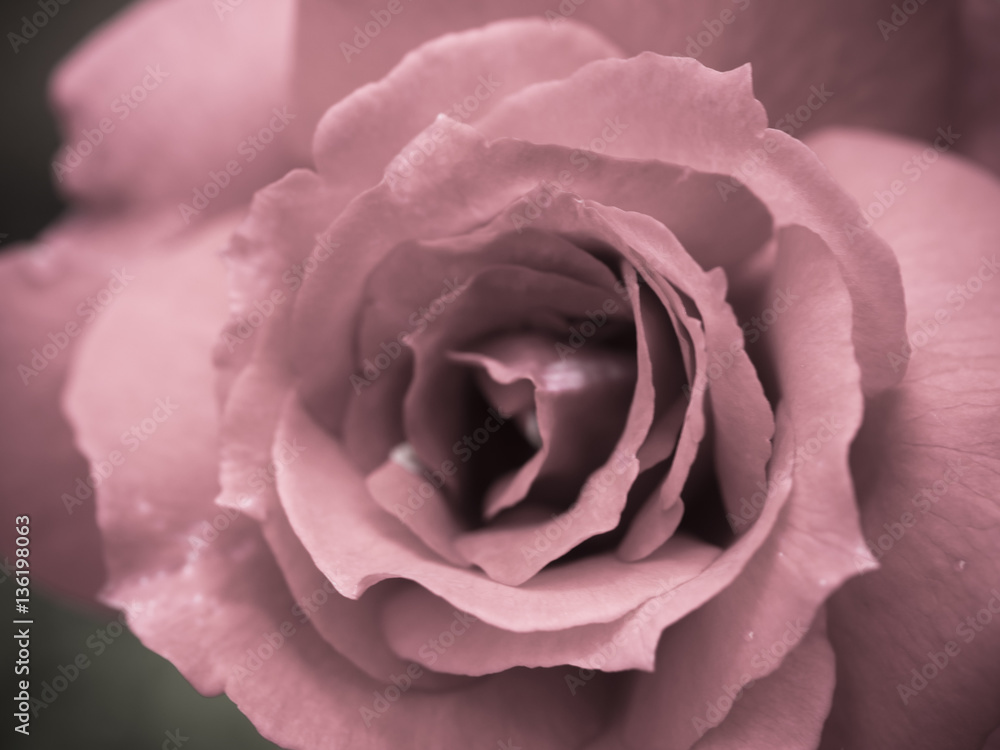 Soft focus of Swirl pattern of pink rose head, macro Soft focus of Swirl pattern of pink rose head, macro