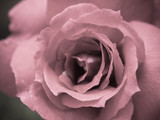 Soft focus of Swirl pattern of pink rose head, macro