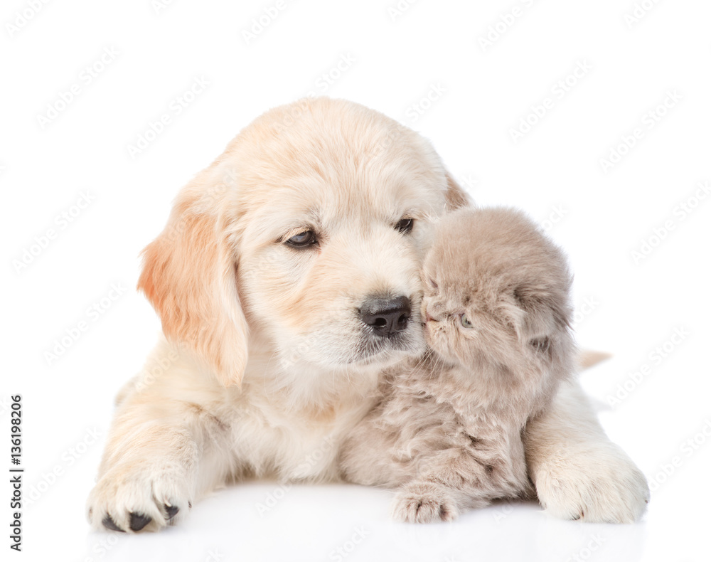 Puppy golden retriever playing with a kitten. isolated on white Puppy golden retriever playing with a kitten. isolated on white
