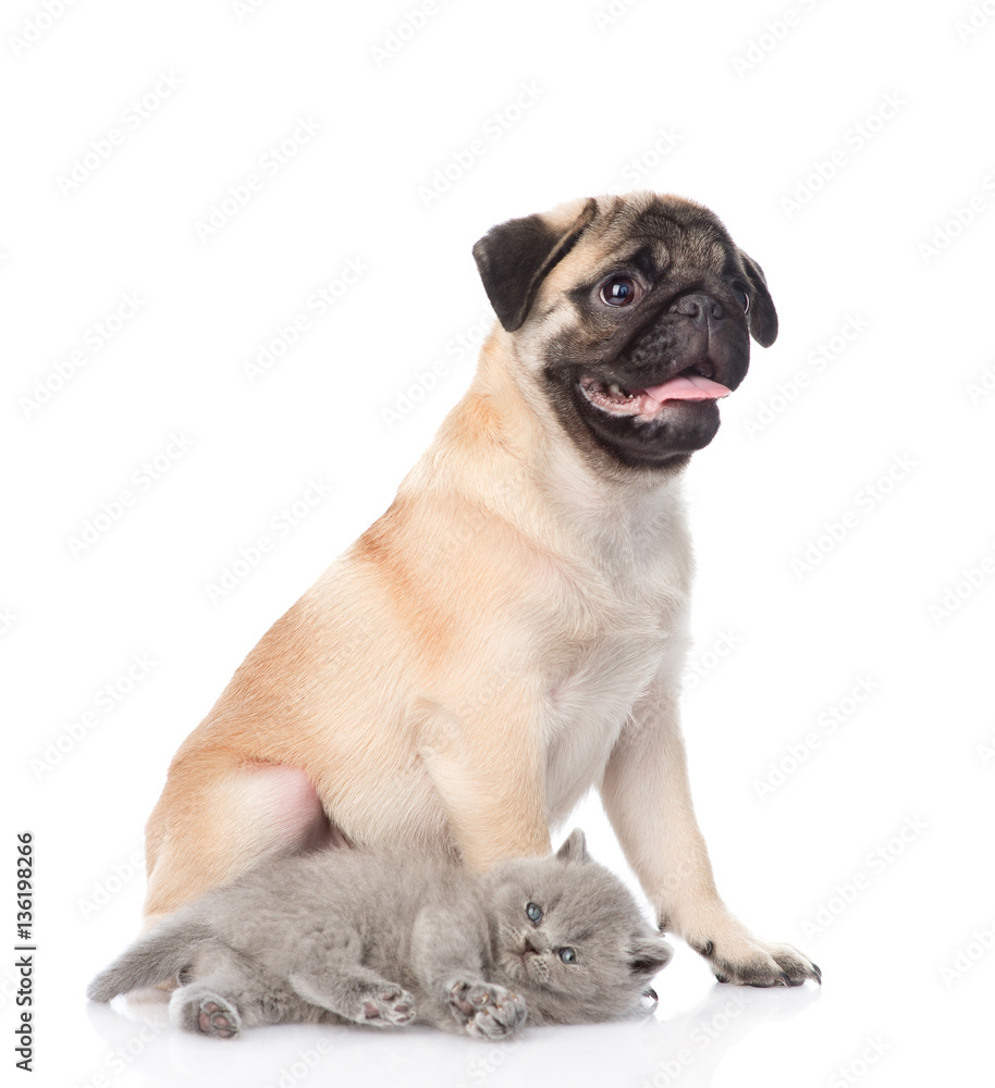 Playful scottish cat lying with pug puppy. isolated on white 