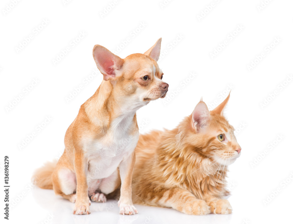 Chihuahua puppy and maine coon cat looking away. isolated on white