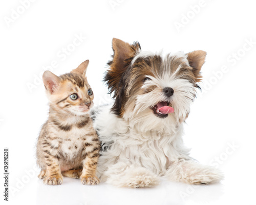 Small bengal cat and Biewer-Yorkshire terrier dog together. isolated on white © Ermolaev Alexandr