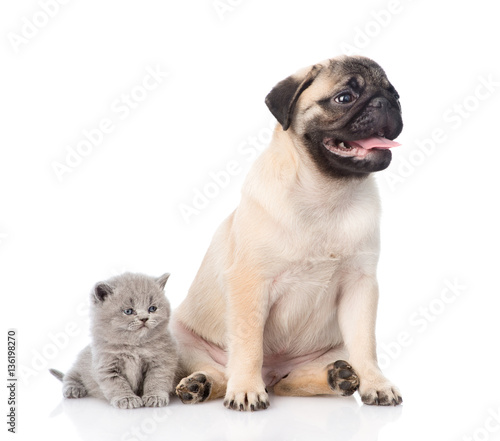 Funny pug puppy sitting with tiny scottish cat together. isolated on white