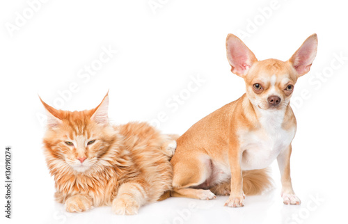 Small chihuahua puppy and maine coon cat together. isolated on white © Ermolaev Alexandr