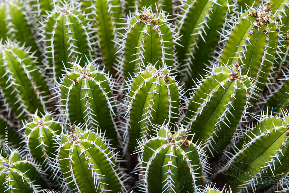 Piante Grasse nel Giardino dei Cactus - Lanzarote - Canarie Piante Grasse nel Giardino dei Cactus - Lanzarote - Canarie