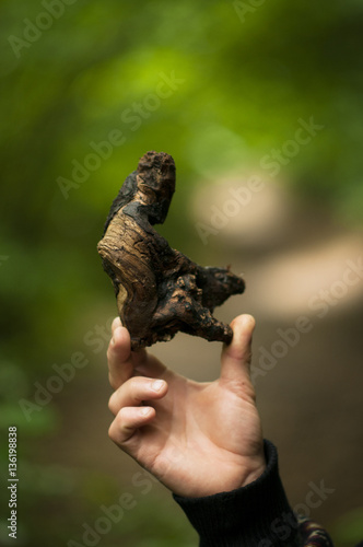 a piece of root in a hand