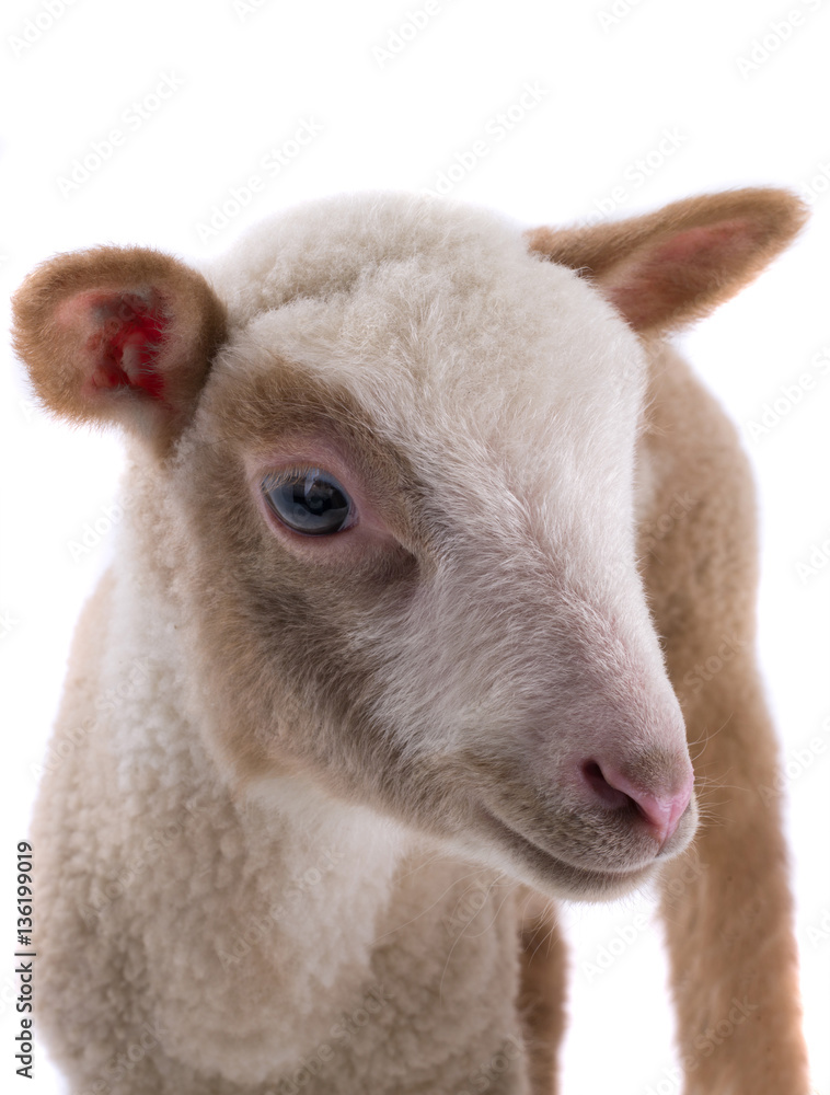 Naklejka premium sheep