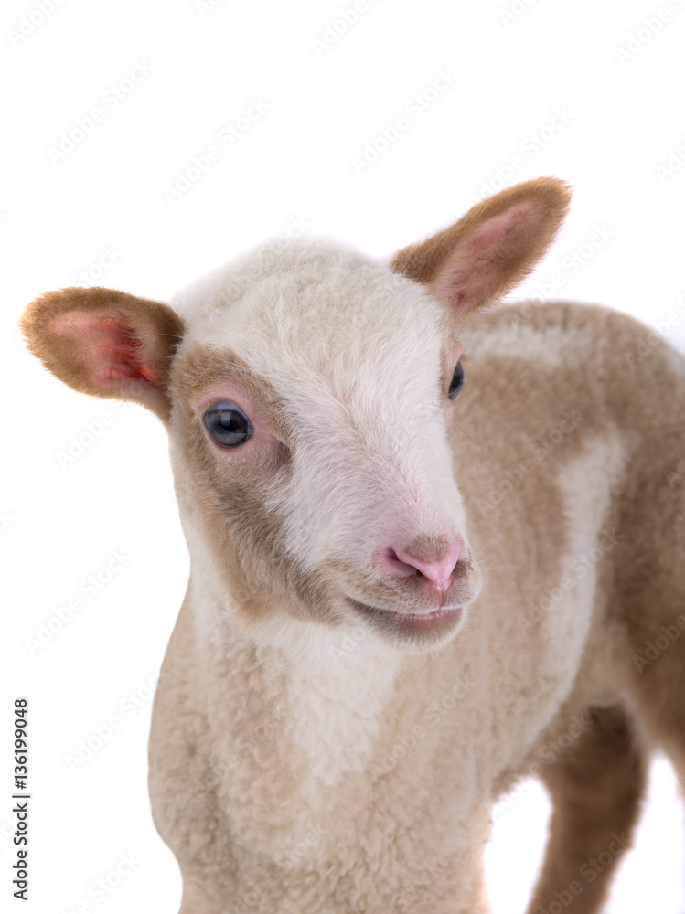 Fototapeta premium sheep