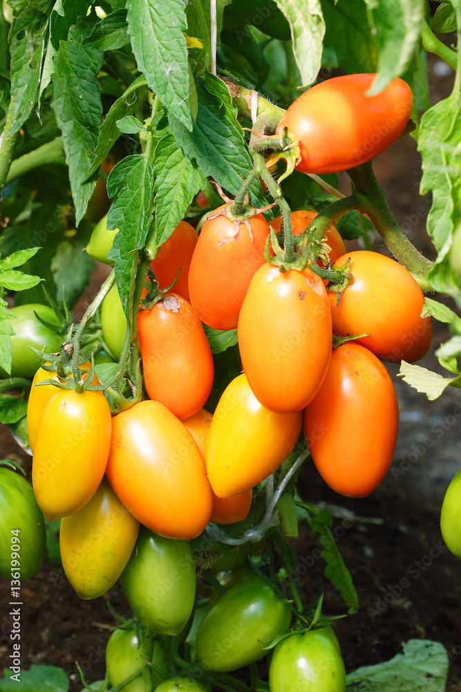 Long orange tomatoes ripening
