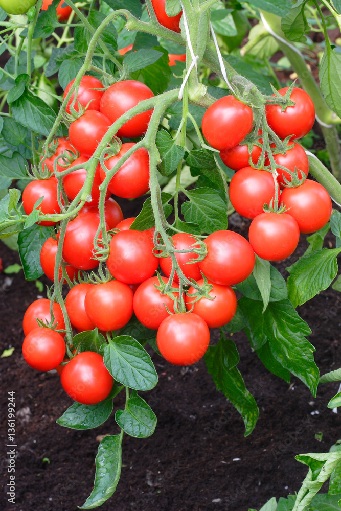 Red cherry tomatoes growing