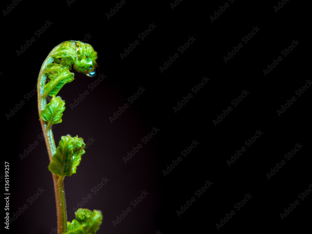 Bud leaf of Fern on black background Bud leaf of Fern on black background