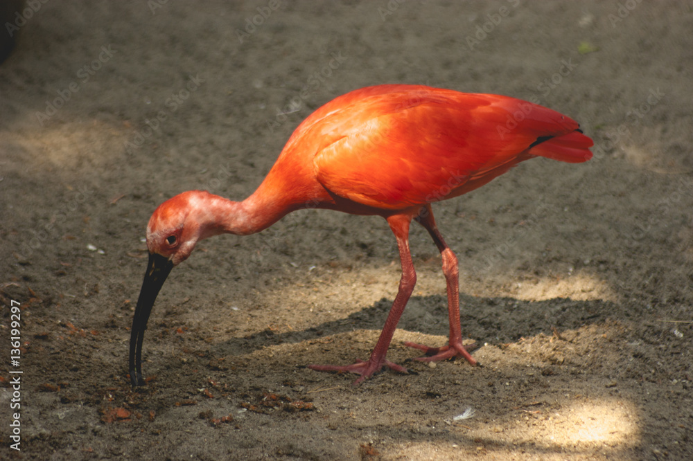 Fototapeta premium Red Ibis