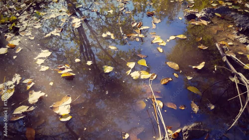 Fallen autumn leaves floating in puddle water. Autumn nature background. Fallen autumn leaves floating in puddle water. Autumn nature background.