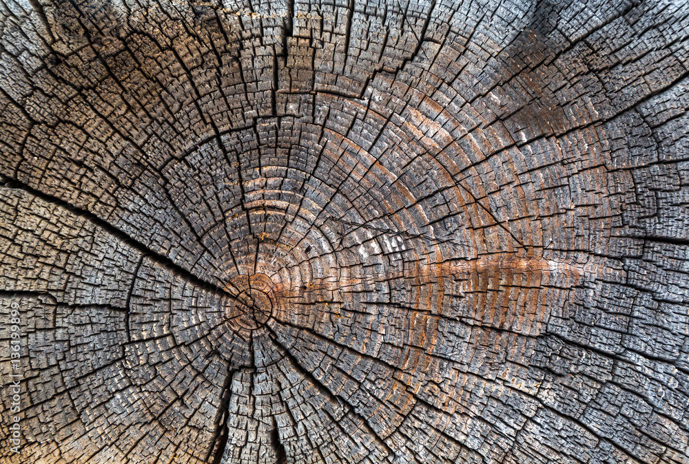 Fototapeta premium Old cracked stump