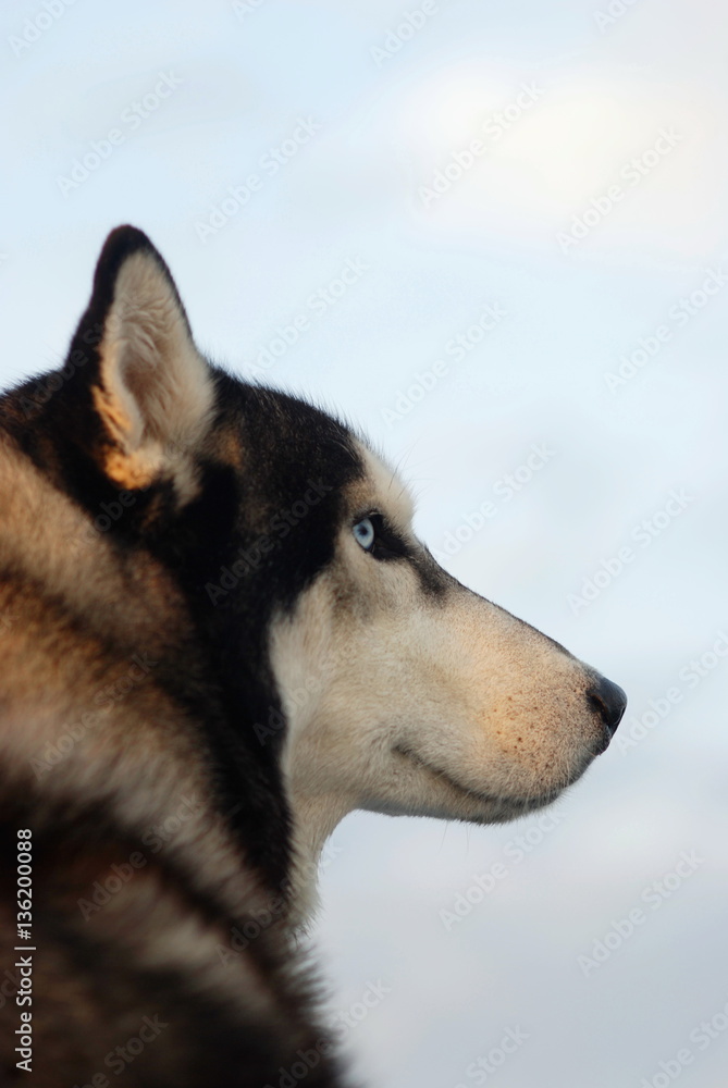 Profile portrait of a husky dog with blue eyes on the background of blue sky. Profile portrait of a husky dog with blue eyes on the background of blue sky.