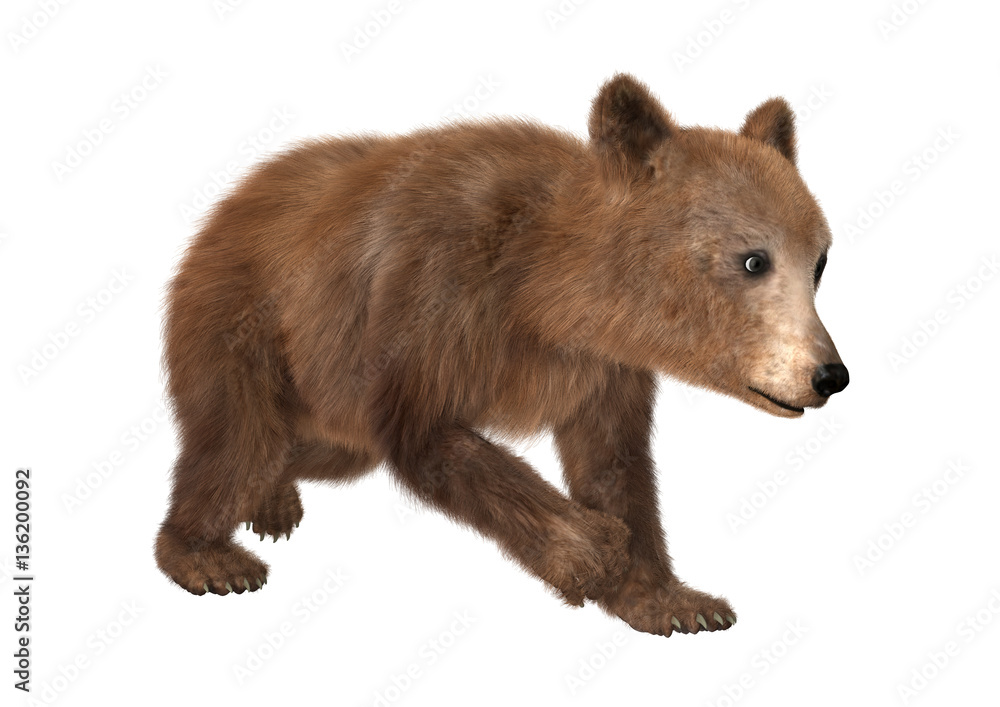 3D Rendering Brown Bear Cub on White