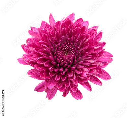 purple flower isolated