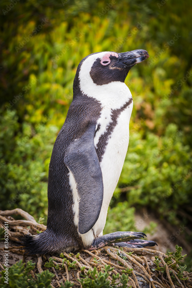 Obraz premium African Penguin Cape Peninsula