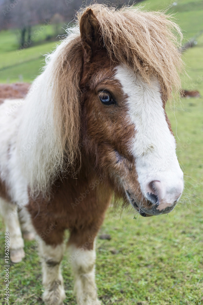 Obraz premium Cute pony