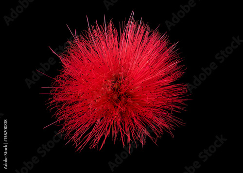 Close up of Red Powder Puff or Calliandra haematocephala Hassk isolated on black background