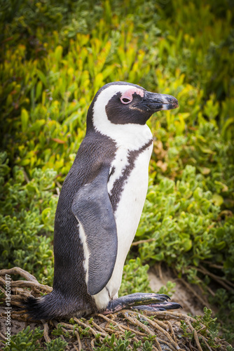 African Penguin Cape Peninsula