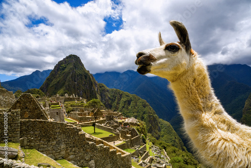 Llama in front of Machu Picchu near Cusco, Peru. Machu Picchu is a Peruvian Historical Sanctuary.