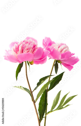 Fototapeta Naklejka Na Ścianę i Meble -  flower pink peony