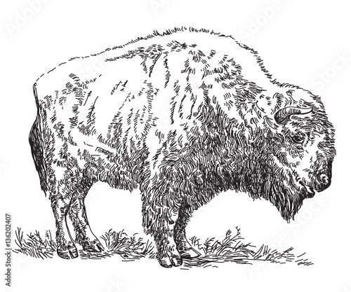  Bison vector hand drawing illustration