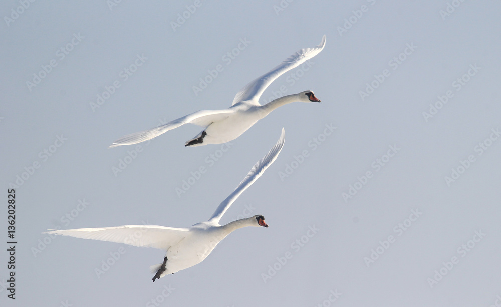 Naklejka premium Pair of swans flying over frozen river Danube covered with snow, in Belgrade, Zemun, Serbia.