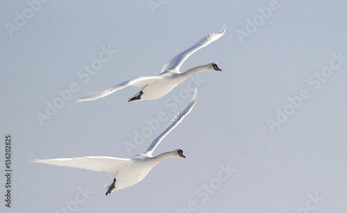 Pair of swans flying over frozen river Danube covered with snow, in Belgrade, Zemun, Serbia.