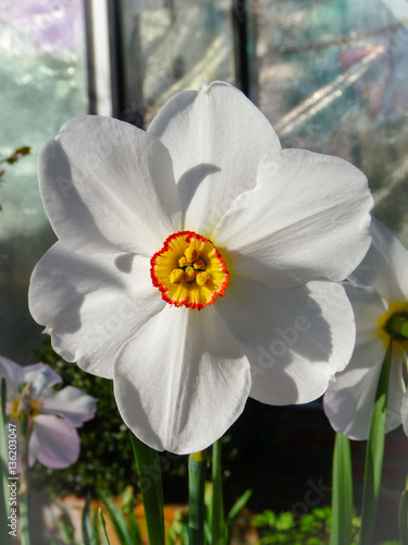 Vibrant narcissus poeticus with a ring of white petals and a sho photo